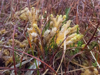 fir-clubmoss.jpg