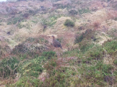 grouse.jpg