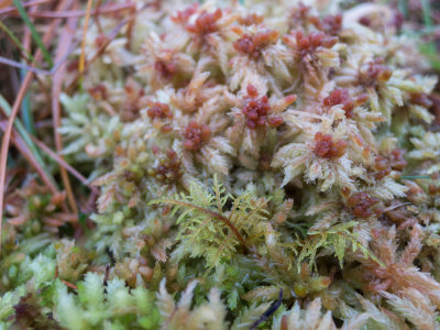 palustre.jpg