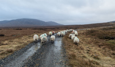 sheep-track.jpg