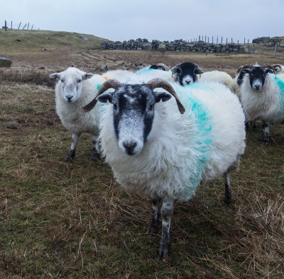 sheep.jpg