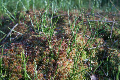 0126-blaeberry.jpg