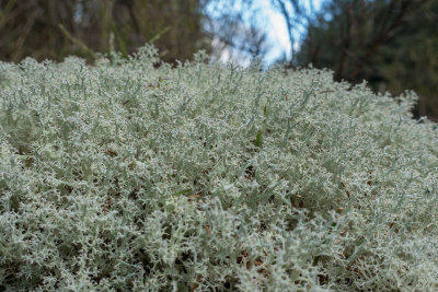 0126-cladonia.jpg