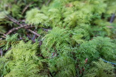 0126-Thuidium tamariscinum.jpg