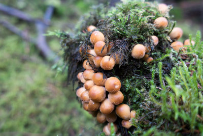 0131-mushrooms.jpg