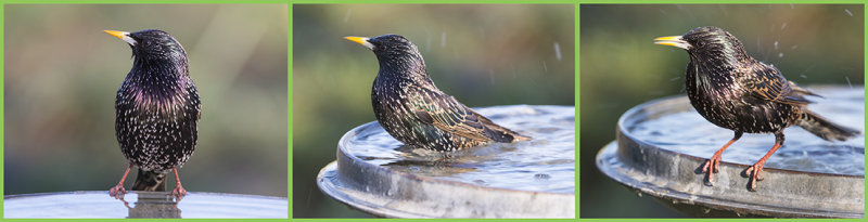 Spreeuw - Sturnus vulgaris 