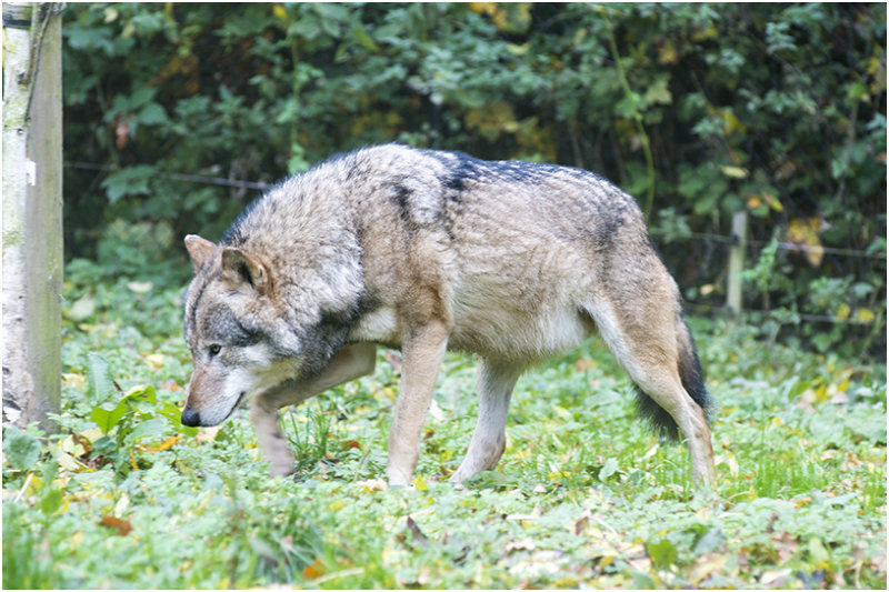 Grijze Wolf - Canis lupus