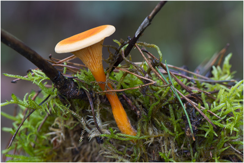 valse Hanenkam - Hygrophoropsis aurantiaca