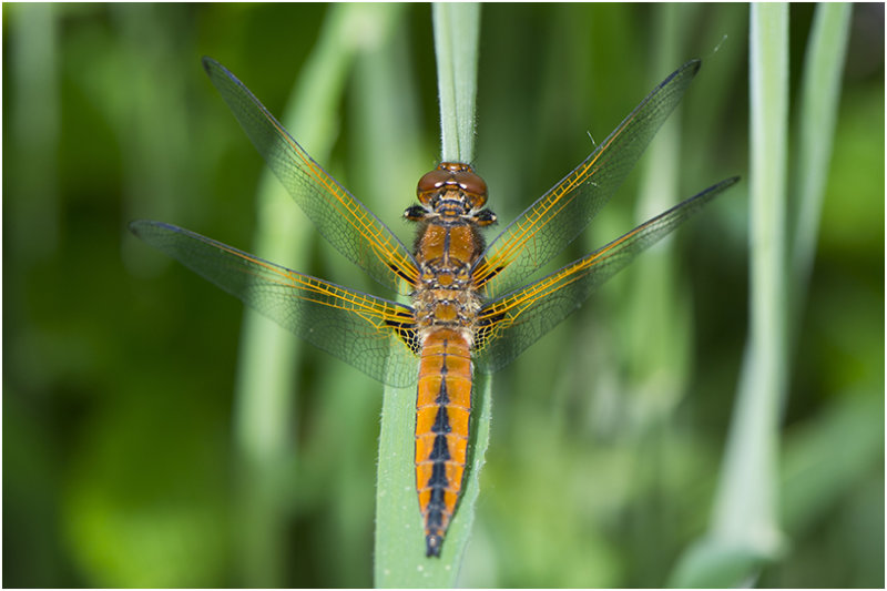 bruine Korenbout - Libellula fulva