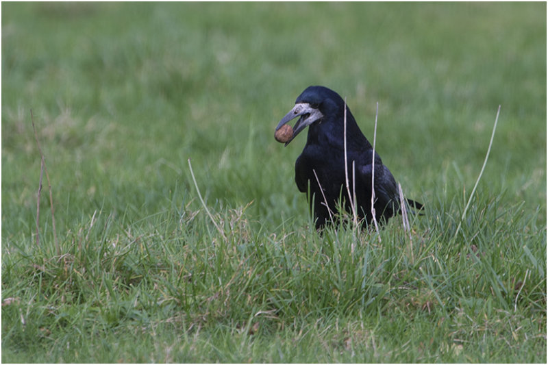 Roek - Corvus frugilegus