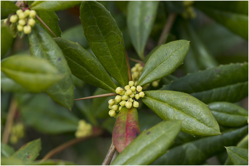 Mahonie - Berberis 