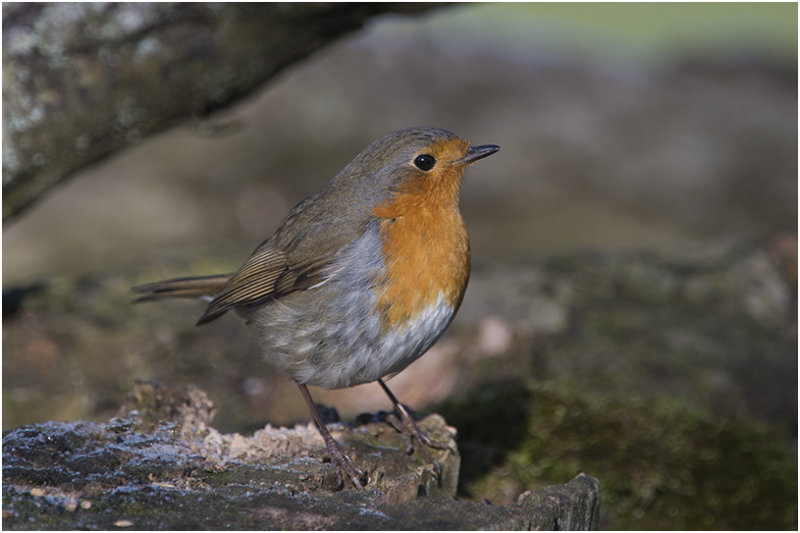 Roodborst - Erithacus rubecula