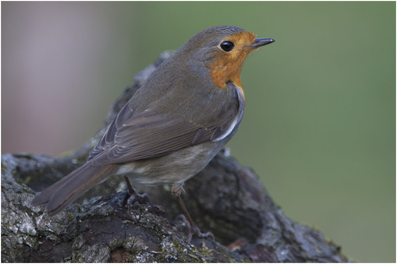 Roodborst - Erithacus rubecula
