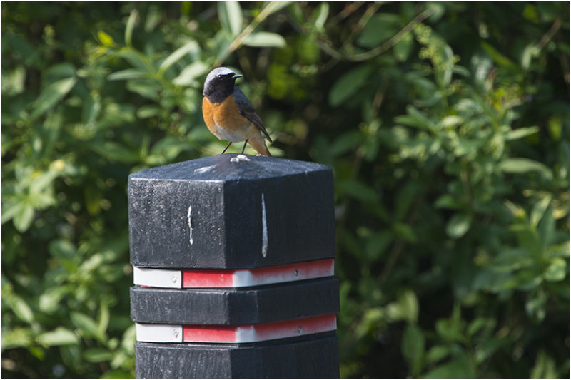 gekraagde Roodstaart - Phoenicurus phoenicurus