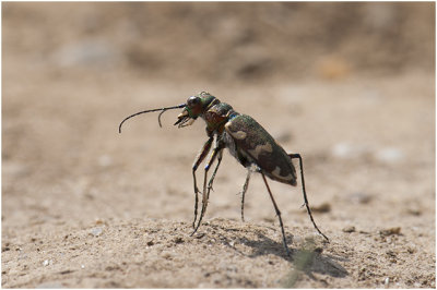 Basterdzandloopkever - Cicindela hybrida 