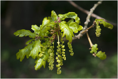 bloeiende Zomereik - Quercus robur