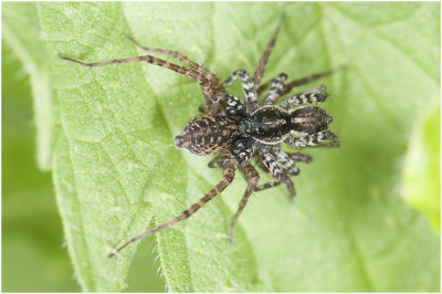 Wolfspinnen - Pordosa spec.