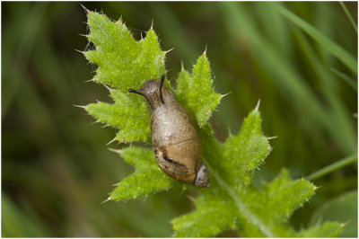 Barnsteenslak - Succinea putris