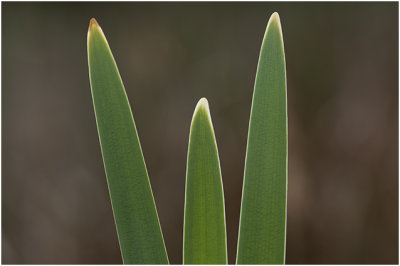 blad van grote Lisdodde - Typha latifolia