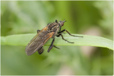 Dansvliegensoort - Empididae spec
