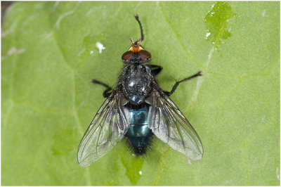 Roodwangbromvlieg - Calliphora vicina