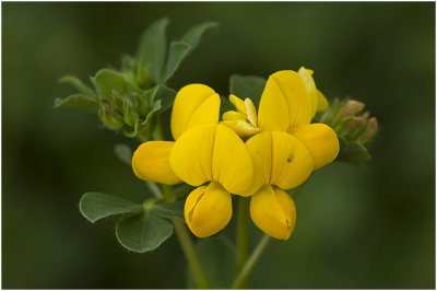 gewone Rolklaver - Lotus corniculatus