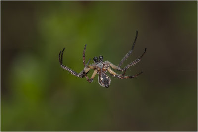 Kruisspinachtige - Araneidae