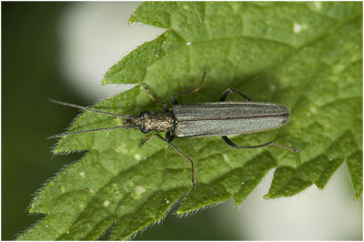 groene Schijnboktor - Oedemera virescens