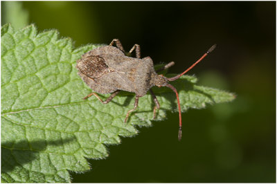 Zuringwants - Coreus marginatus