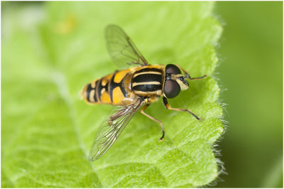 gewone Pendelzweefvlieg - Helophilus pendulus