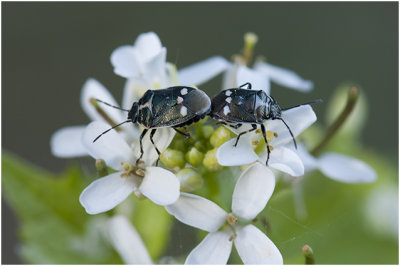 parende Koolwantsen - Eurydema oleracea