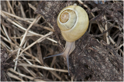 witgerande Tuinslak - Cepaea hortensis