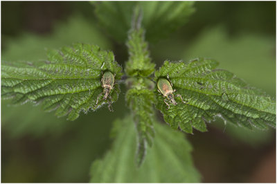 groene Bladsnuitkever - Phyllobius pomaceus