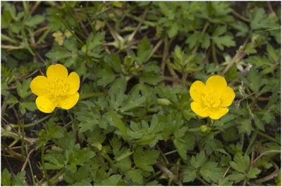 kruipende Boterbloem - Ranunculus repens