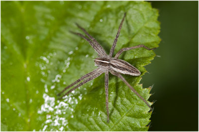 Kraamwebspin - Pisaura mirabilis