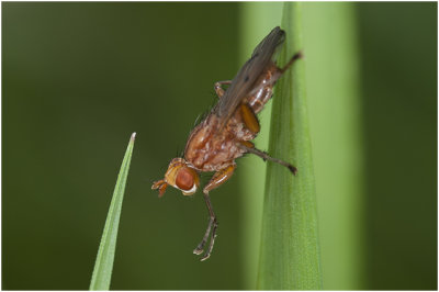 Slakkendoder - Tetanocera elata
