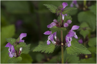 paarse Dovenetel - Lamium purpureum