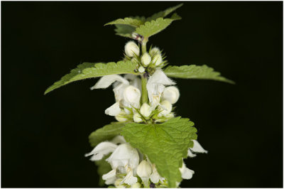 witte Dovenetel - Lamium album