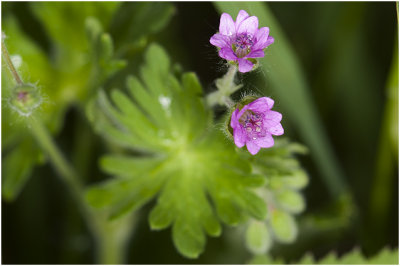zachte Ooievaarsbek - Geranium molle