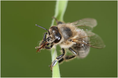Honingbij - Apis mellifera