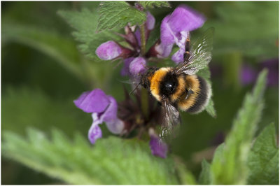gewone Aardhommel - Bombus terristris