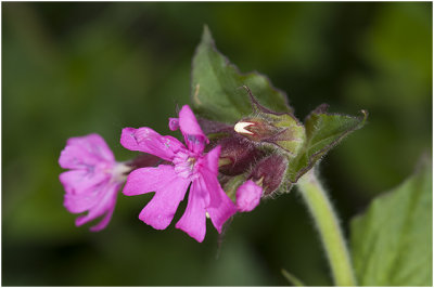 Dagkoekoeksbloem - Silene dioica