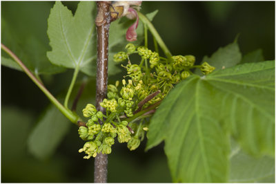 bloeiende gewone Esdoorn  - Acer pseudoplatanus