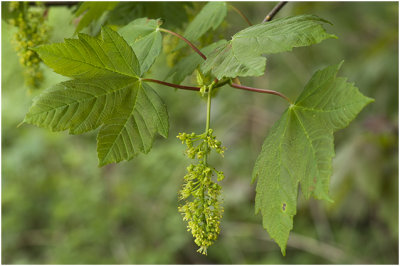 bloeiende gewone Esdoorn - Acer pseudoplatanus