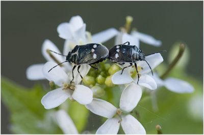 Koolwants - Eurydema oleracea