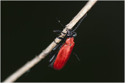 zwartkop Vuurkever - Pyrochroa coccinea