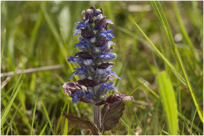 kruipend Zenegroen - Ajuga reptans