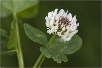 witte Klaver - Trifolium repens