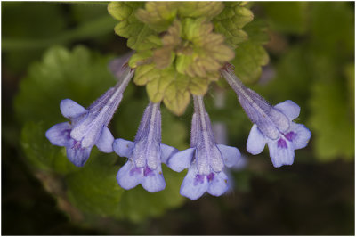 Hondsdraf - Glechoma hederacea