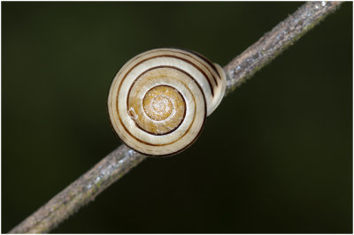 witgerande Tuinslak - Cepaea hortensis